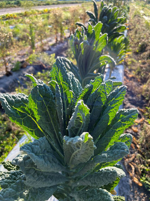 Kale organic Kale growing