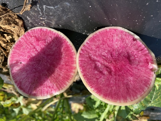 Radish Watermelon sliced Blumenberry Farms Sarasota