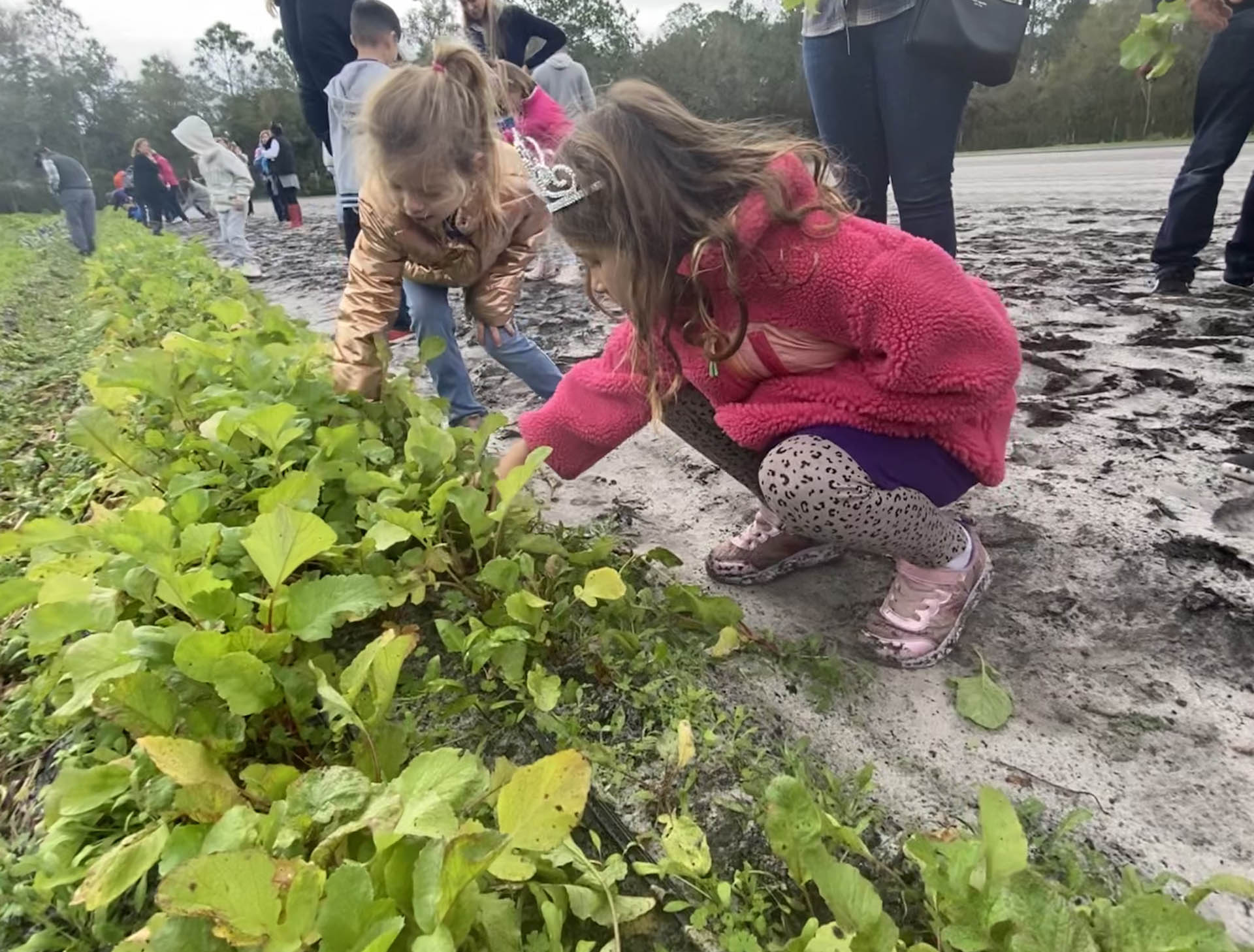 farm days at blumenberry farms Radish Watermelon sliced Blumenberry Farms Sarasota